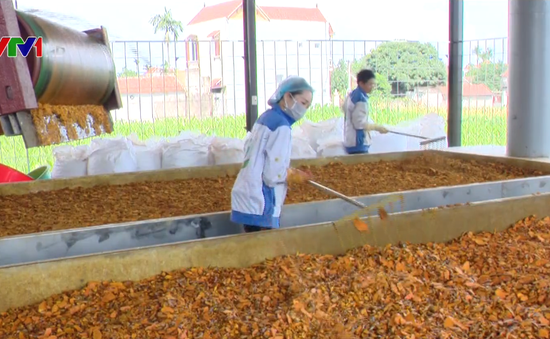Lần đầu tiên Việt Nam xuất khẩu bột nghệ sang Nhật Bản