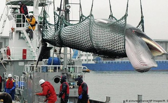 Nhật Bản rút khỏi IWC, nối lại đánh bắt cá voi