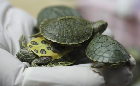 Áo ngực cũ có thể cứu sống rùa