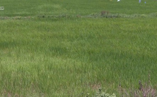 Quảng Nam: Hàng trăm ha lúa có nguy cơ mất trắng do hạn mặn
