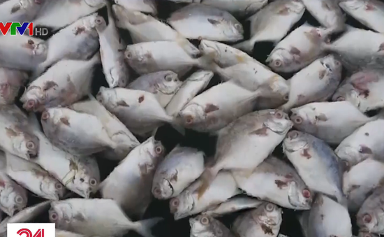 Người dân vây nhà máy nghi xả thải khiến cá chết hàng loạt ở Vũng Tàu