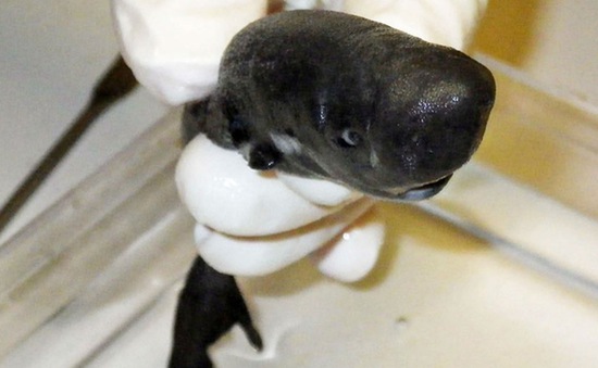Phát hiện loài các mập mới siêu nhỏ ở Vịnh Mexico