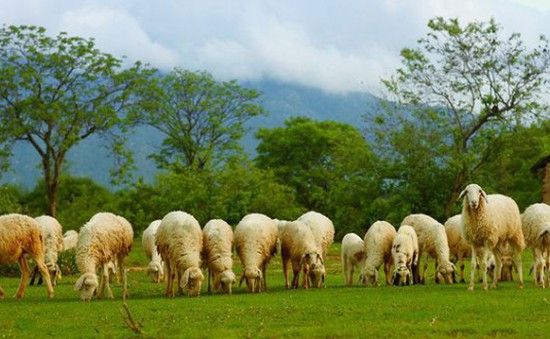 Buổi sáng trên đồng cừu