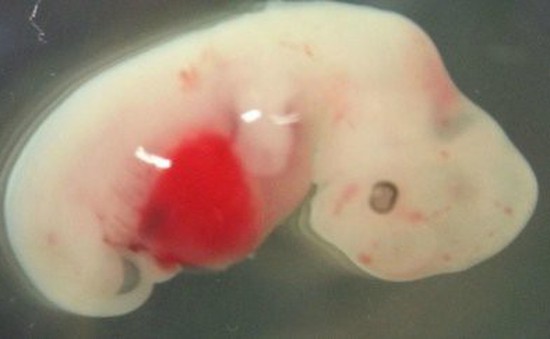 Phôi thai lai "người - chuột" được cấp phép tại Nhật Bản
