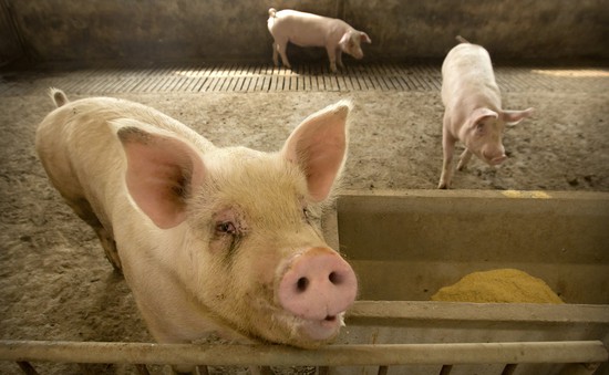 Bulgaria phát hiện thêm ca nhiễm dịch tả lợn châu Phi