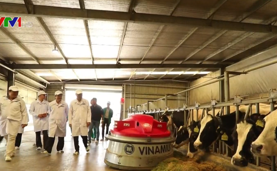 Xây dựng vùng chăn nuôi bò sữa an toàn dịch bệnh ở Tây Ninh