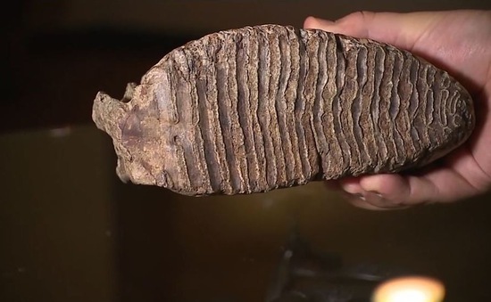 Tìm thấy hóa thạch răng voi 10.000 năm tuổi