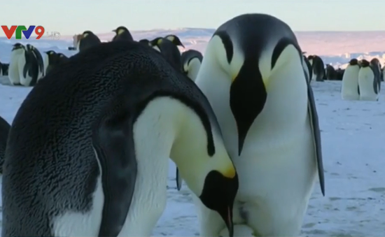 Đức: Cặp chim cánh cụt đồng tính chuẩn bị làm cha mẹ
