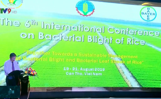 Hội nghị quốc tế về bệnh bạc lá trên lúa