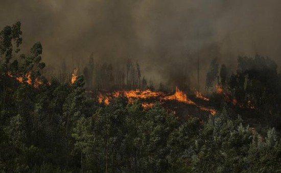 Số vụ cháy rừng tăng kỷ lục tại Brazil