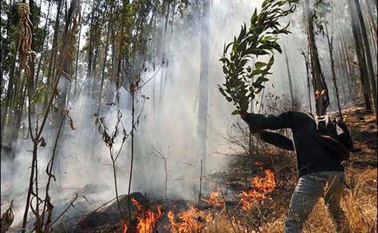 Cháy rừng nghiêm trọng tại Bolivia