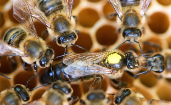Liệu pháp chữa bệnh bằng tiếng ong
