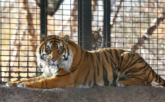 Hơn 2.300 con hổ bị giết hại và mua bán trái phép