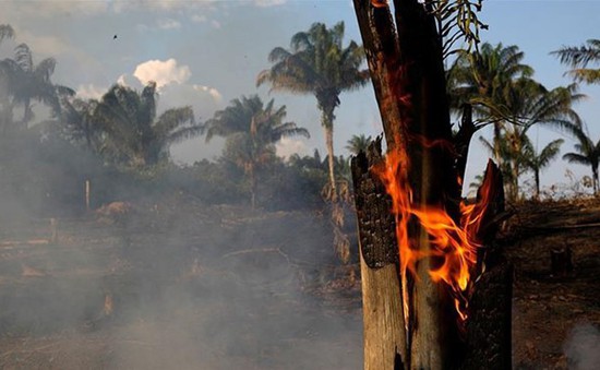 G7 sắp họp khẩn về cháy rừng Amazon