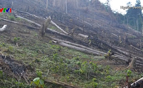 Bắt tạm giam 3 chủ rừng chặt phá rừng trái phép tại Nghệ An