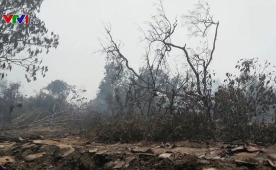 Cháy rừng lan rộng ở Malaysia