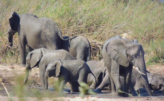 CITES bảo vệ quyền của loài voi hoang dã châu Phi