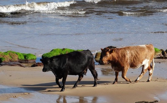Cho bò ăn rong biển giúp giảm phát thải khí metan