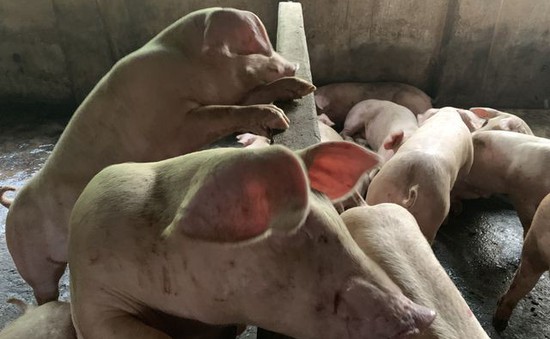 Đồng Nai: Áp dụng chăn nuôi an toàn sinh học giúp ngăn chặn dịch tả lợn châu Phi