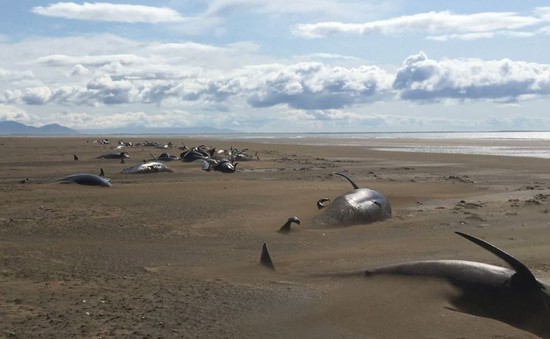 Thêm đàn cá voi chết và mắc cạn bí ẩn ở bờ biển Iceland