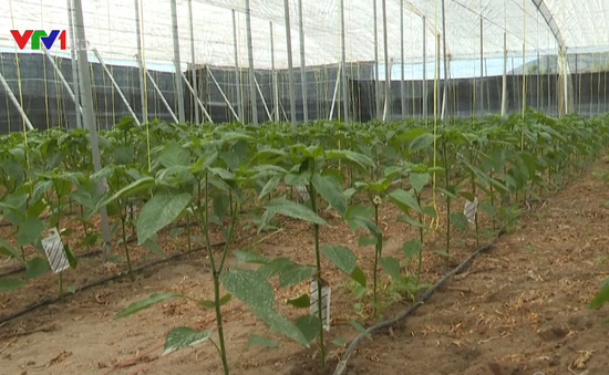 Nông dân Tây Ban Nha dùng côn trùng thay thế thuốc trừ sâu