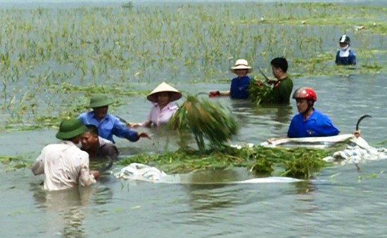 Bình Thuận: Mưa lớn gây ngập úng nhiều cánh đồng