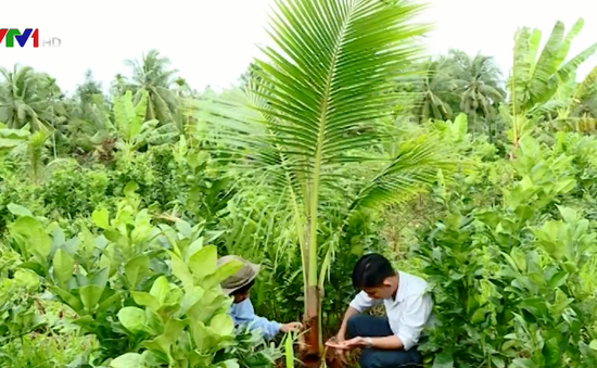 Vĩnh Long: Người dân bất an khi vườn dừa liên tục bị phá hoại