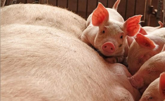 Bulgaria và Romania đương đầu với dịch tả lợn châu Phi