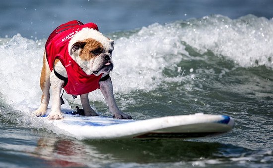 Thú vị cuộc thi lướt sóng của những chú cún