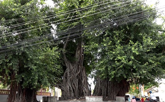 Những điều thú vị về cây sộp gần 400 năm tuổi ở Khánh Hòa