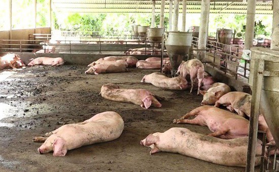 Đồng Nai: Mới chi trả 91/800 tỷ đồng hỗ trợ thiệt hại do dịch tả lợn châu Phi