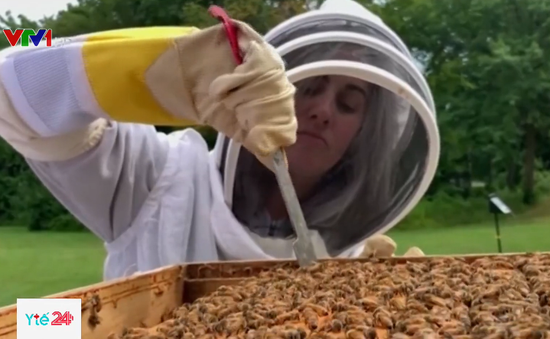 Người Anh giảm căng thẳng bằng phương pháp nuôi ong