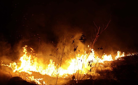 Chính sách cho phá rừng làm nông nghiệp tại Brazil và tình trạng cháy rừng Amazon