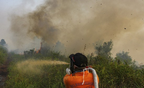 Cháy rừng tại Indonesia ảnh hưởng tới nhiều nước láng giềng