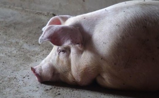 Hàn Quốc phát hiện ổ dịch tả lợn châu Phi đầu tiên