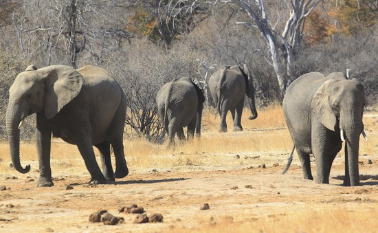 LHQ cấm đưa voi hoang dã vào sở thú