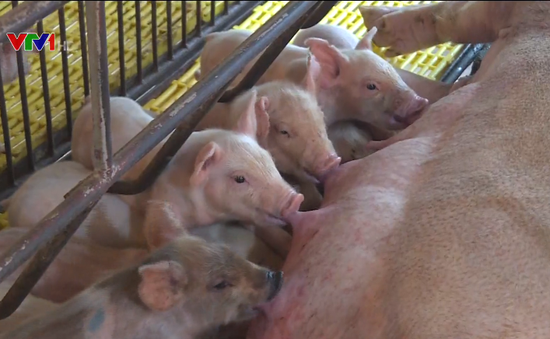 Người chăn nuôi e ngại tái đàn lợn phục vụ thị trường Tết