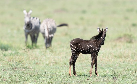 Ngựa vằn có đốm hiếm thấy ở Kenya
