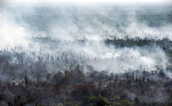 LHQ: Cháy rừng ở Indonesia đe dọa sức khỏe 10 triệu trẻ em Đông Nam Á