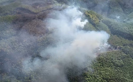 Ngăn ngừa cháy rừng từ mô hình trồng rừng bền vững
