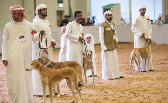 Hấp dẫn cuộc thi sắc đẹp dành cho cho... chó tại UAE