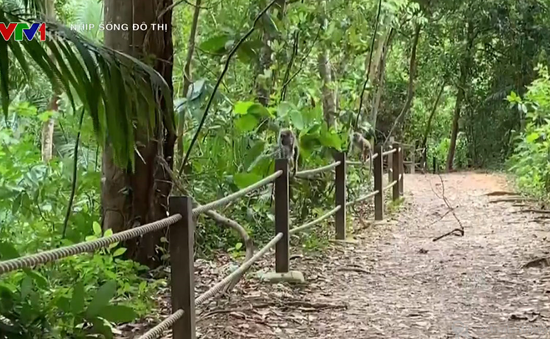 Trải nghiệm đi bộ giữa rừng tại trung tâm bảo tồn thiên nhiên ở Singapore