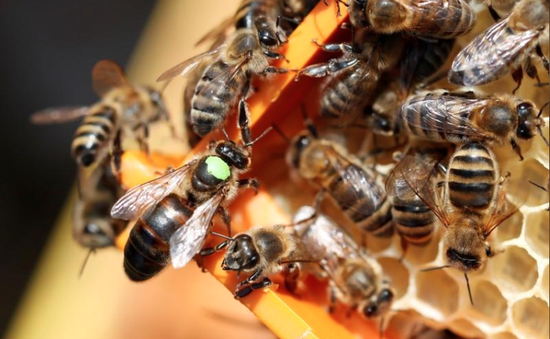 EC cấm sử dụng thuốc trừ sâu gây hại cho loài ong