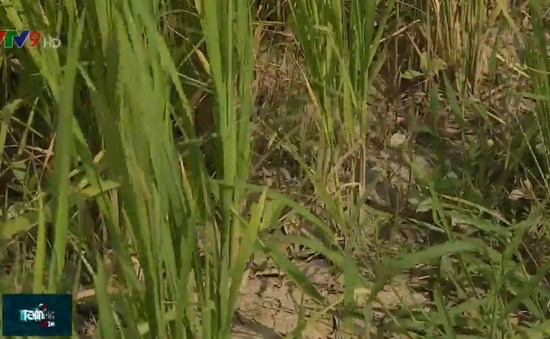 10.000ha lúa ở Sóc Trăng trước nguy cơ giảm năng suất vì thiếu nước