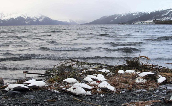 Một triệu con chim biển chết vì biến đổi khí hậu trong chưa đầy 1 năm