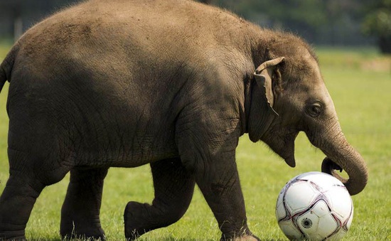 Thú vị voi chơi đá bóng tại Ấn Độ