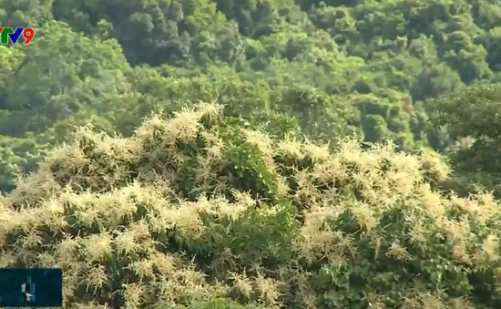 Sáng kiến bảo vệ rừng, giữ gìn màu xanh trên đảo Thổ Chu