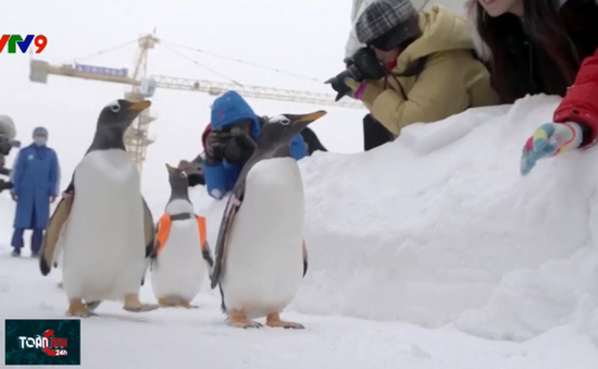 Thú vị các chú chim cánh cụt diễu hành trên băng