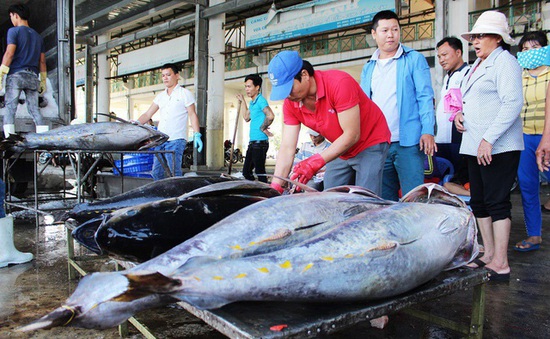 Cá ngừ Việt tạo nên lịch sử hiếm có tại Italy