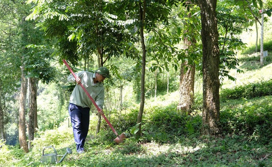 Chung tay để “triệu cây vươn cao cho Việt Nam xanh”